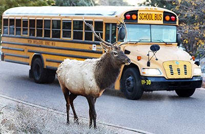 an elk in front of a PUSD school bus