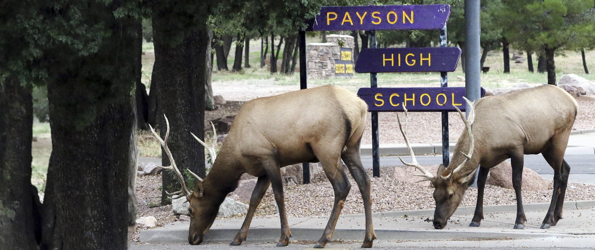 Elk in front of PHS
